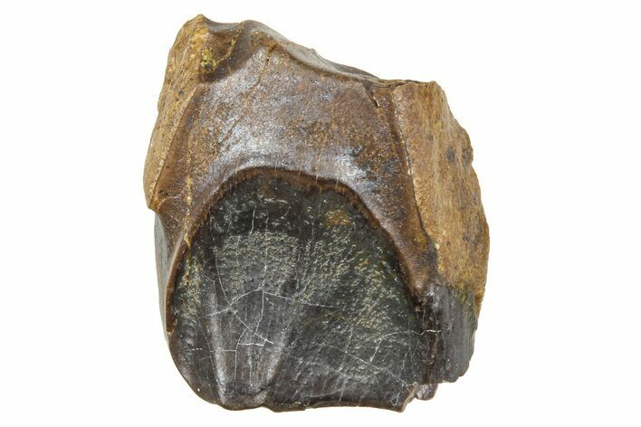 Fossil Triceratops Shed Tooth - Wyoming #376853